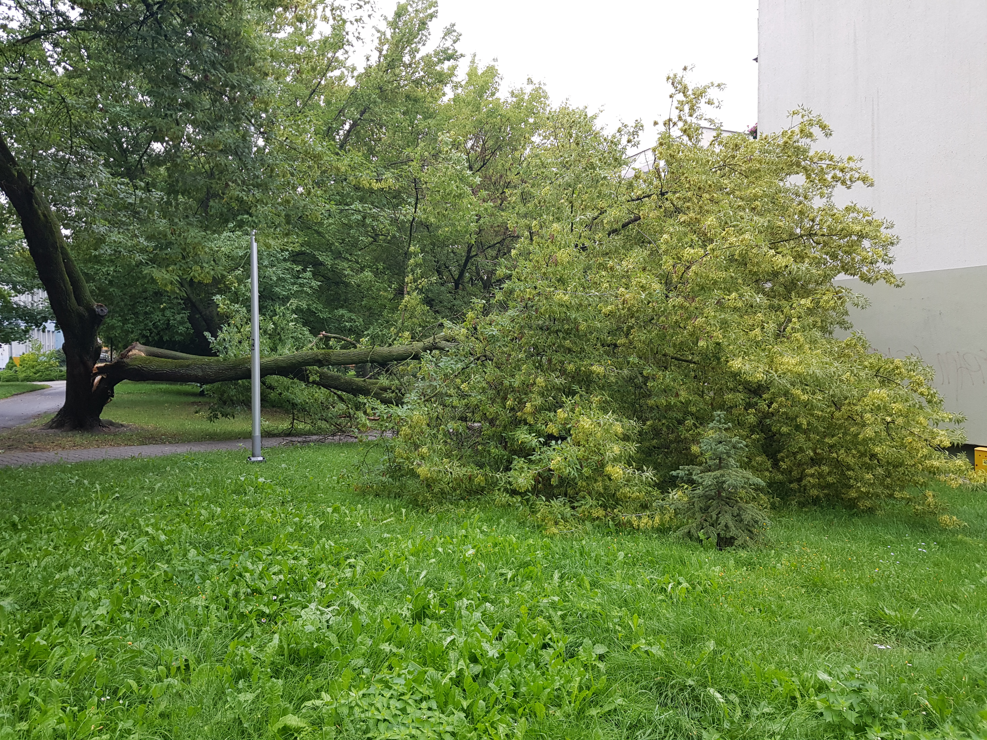 Sporych rozmiarów drzewo runęło na osiedlową alejkę. Interweniowali strażacy (zdjęcia)