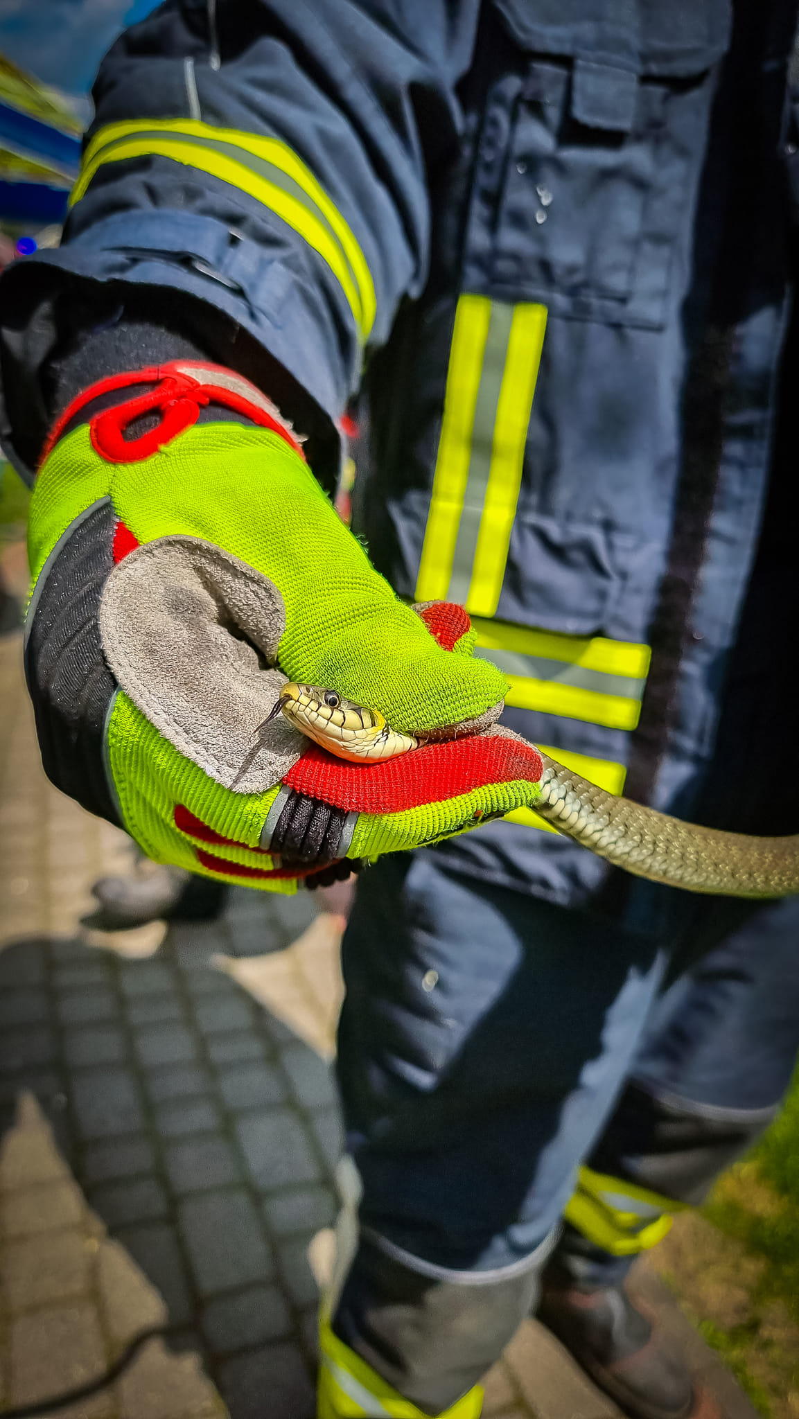 Wąż przyczyną interwencji strażaków na jednej z posesji (zdjęcia)