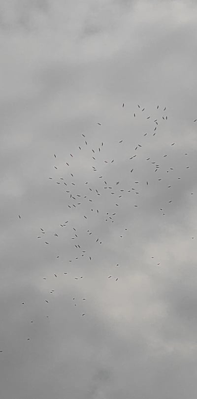 Zbliża się czas odlotu bocianów. Ptaki sejmikują na Lubelszczyźnie (wideo)