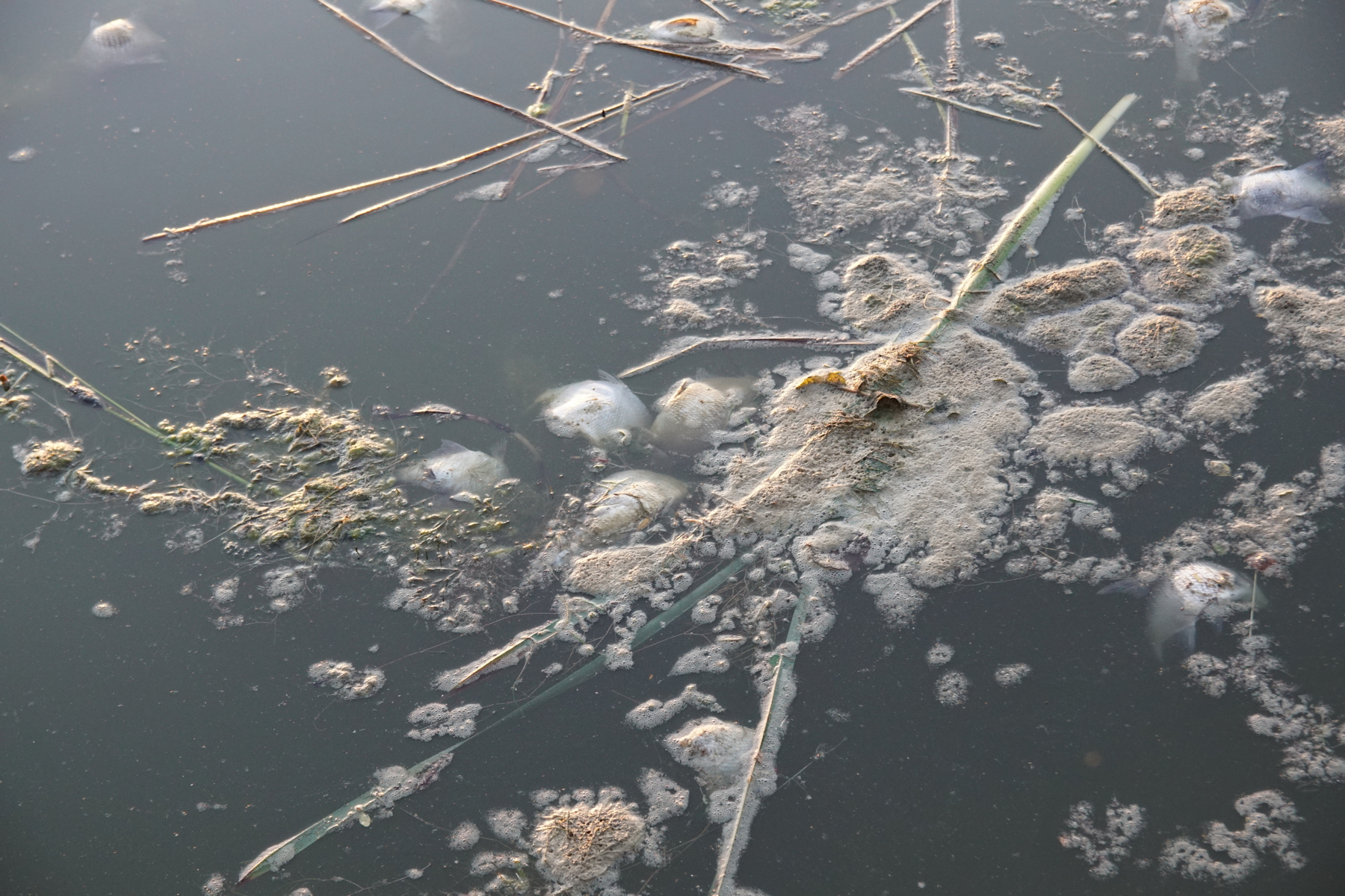 Co dzieje się z wodą w Zalewie Zemborzyckim? Śnięte ryby i padnięte małże w zbiorniku (zdjęcia)