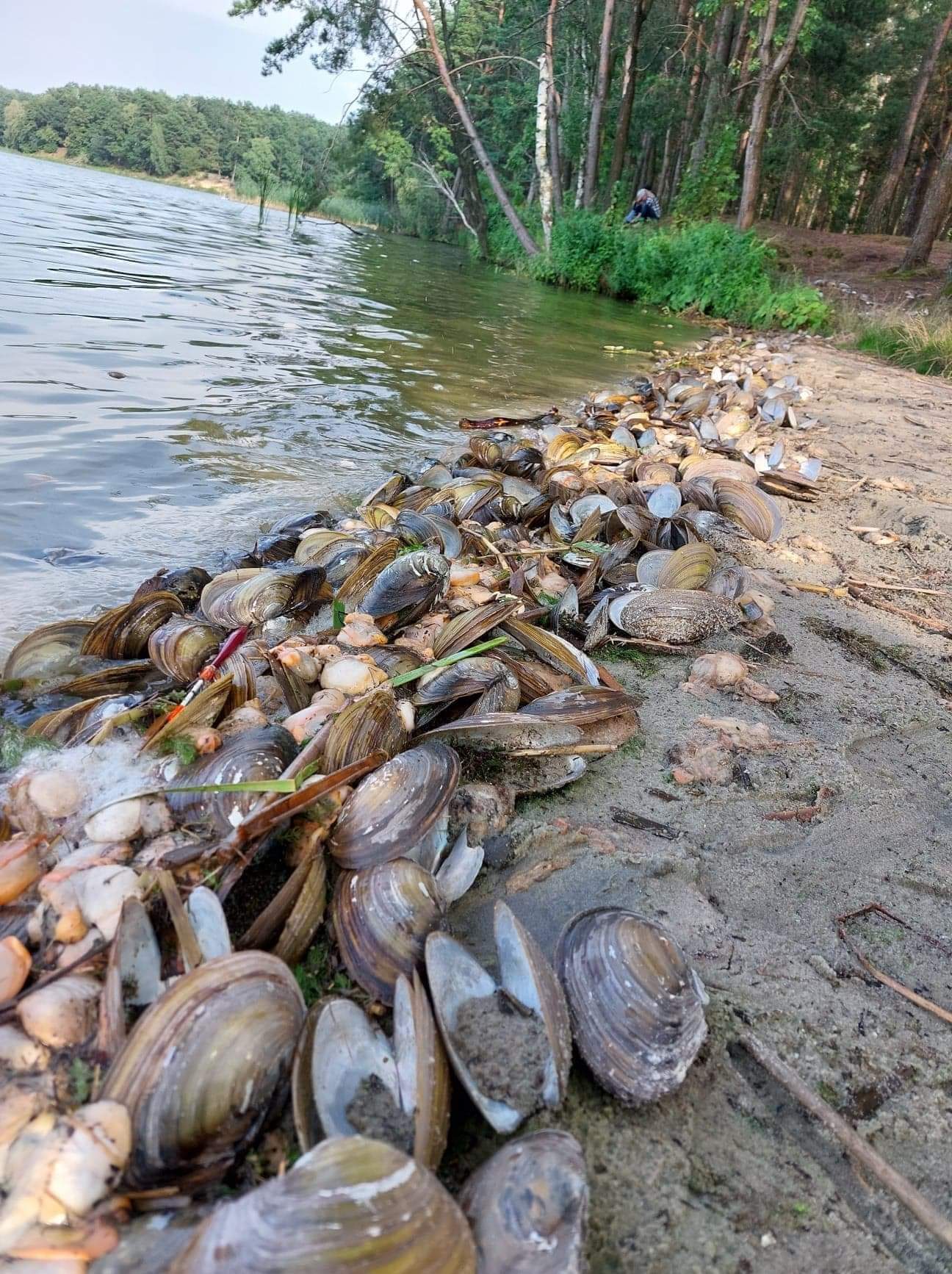 W Zalewie Zemborzyckim masowo padają małże. Pobrano próbki wody do badań (zdjęcia)