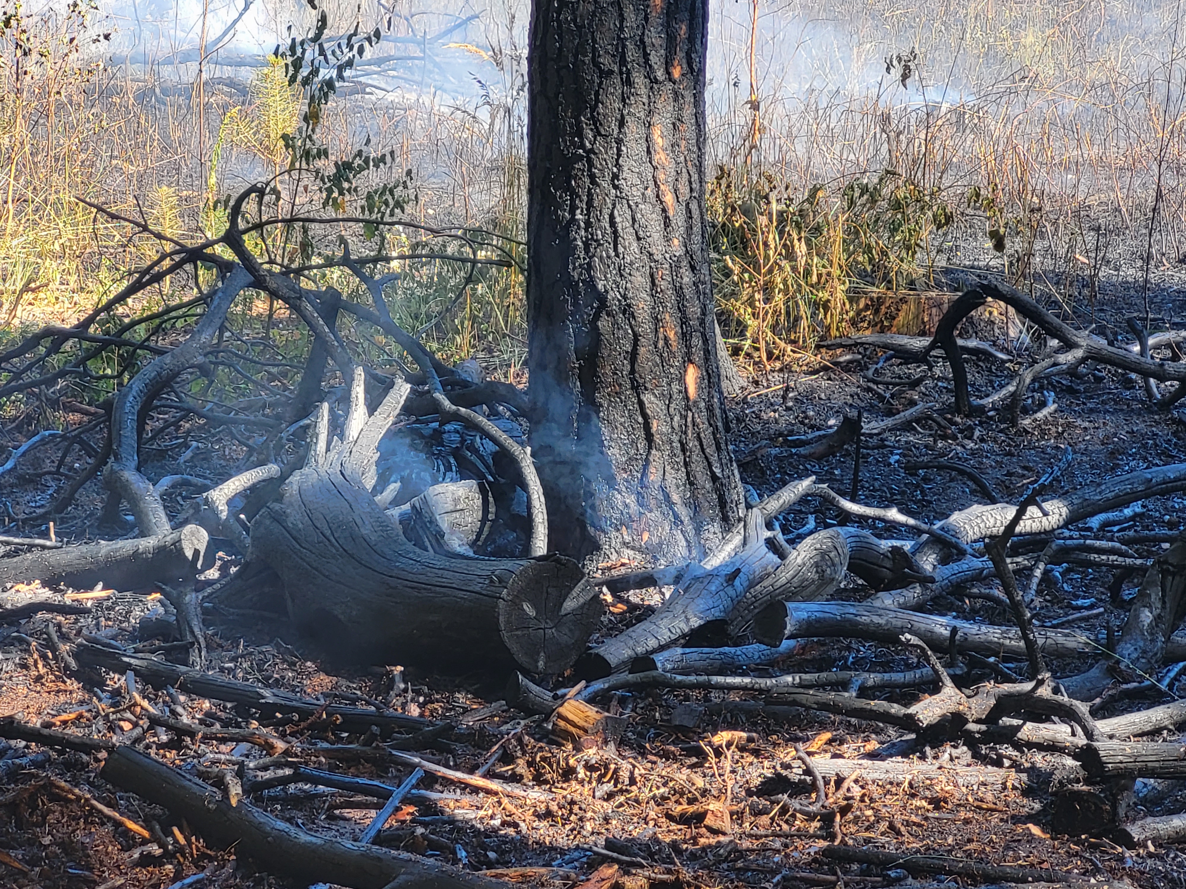 Pożar lasu w Lublinie. Stary Gaj w ogniu (zdjęcia)