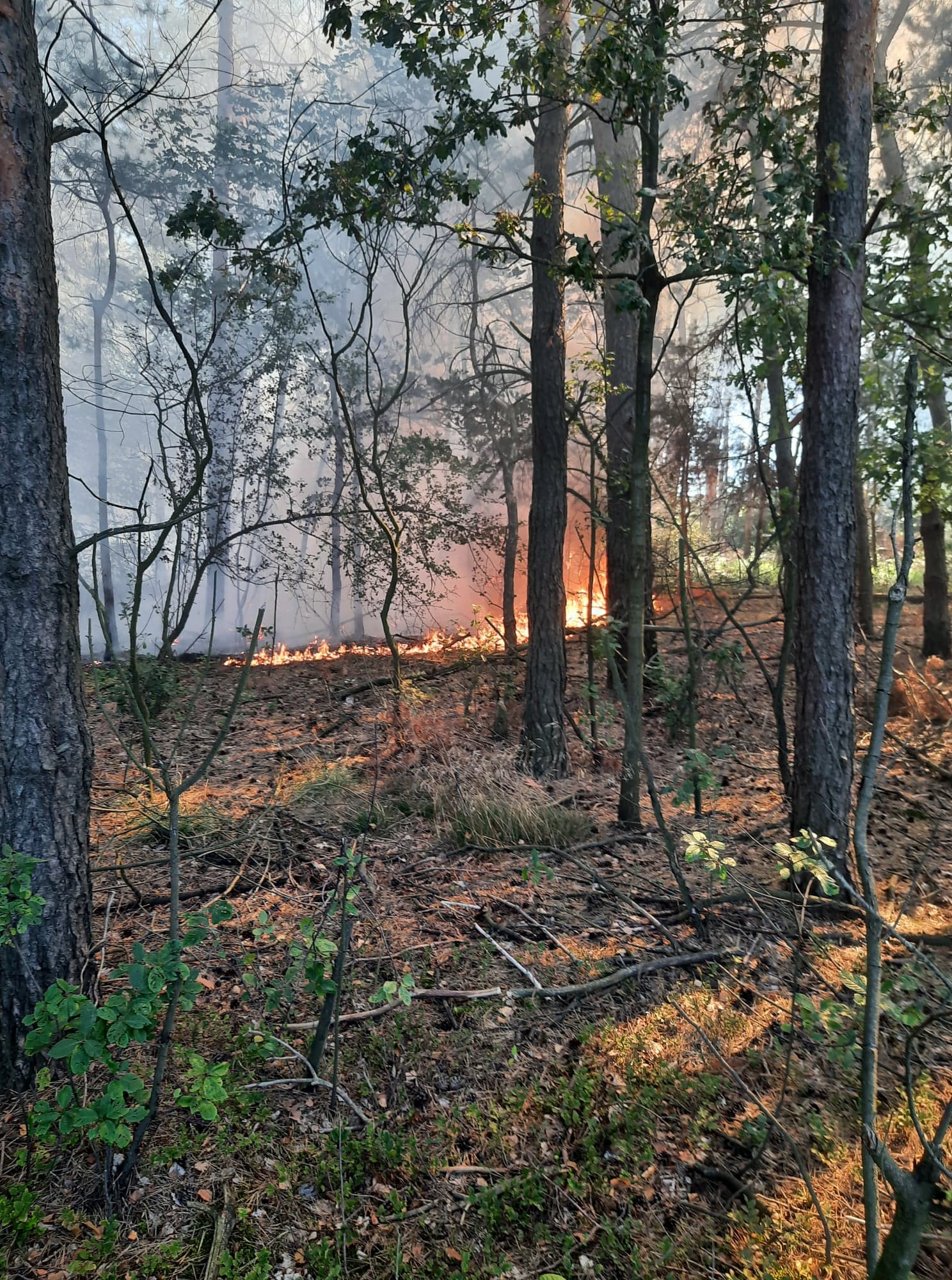Kilka zastępów straży pożarnej walczyło z pożarem poszycia leśnego. Linia gaśnicza miała niemal 400 metrów (zdjęcia)