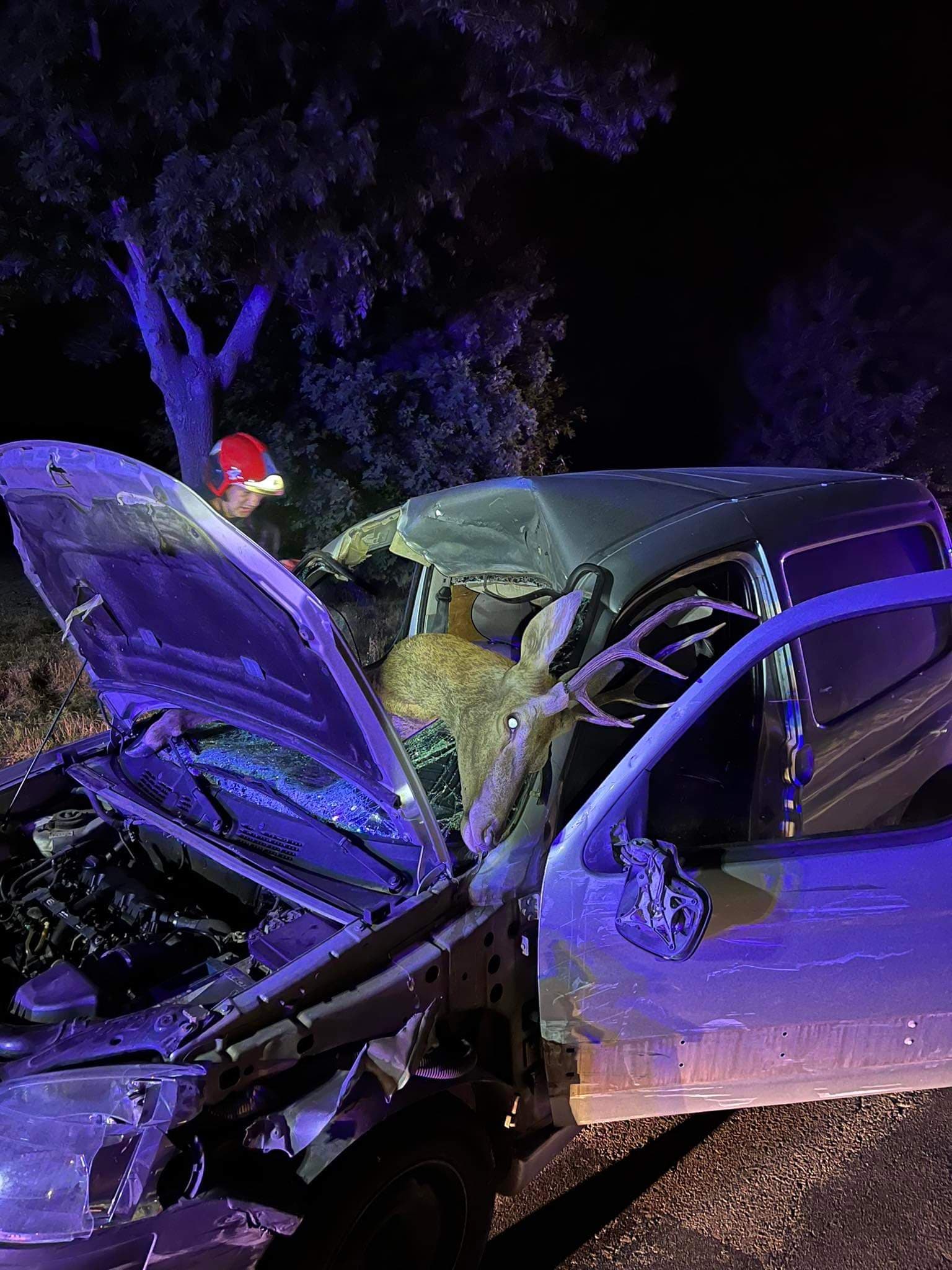 Jeleń wpadł do środka samochodu, kierująca trafiła do szpitala (zdjęcia)