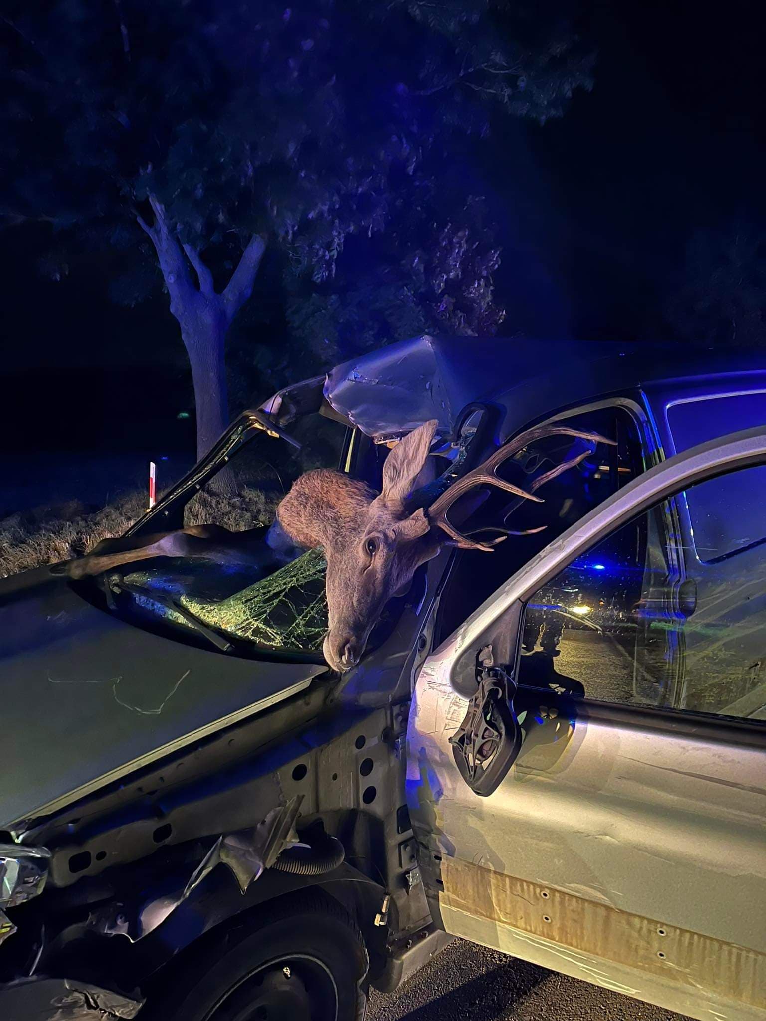 Jeleń wpadł do środka samochodu, kierująca trafiła do szpitala (zdjęcia)