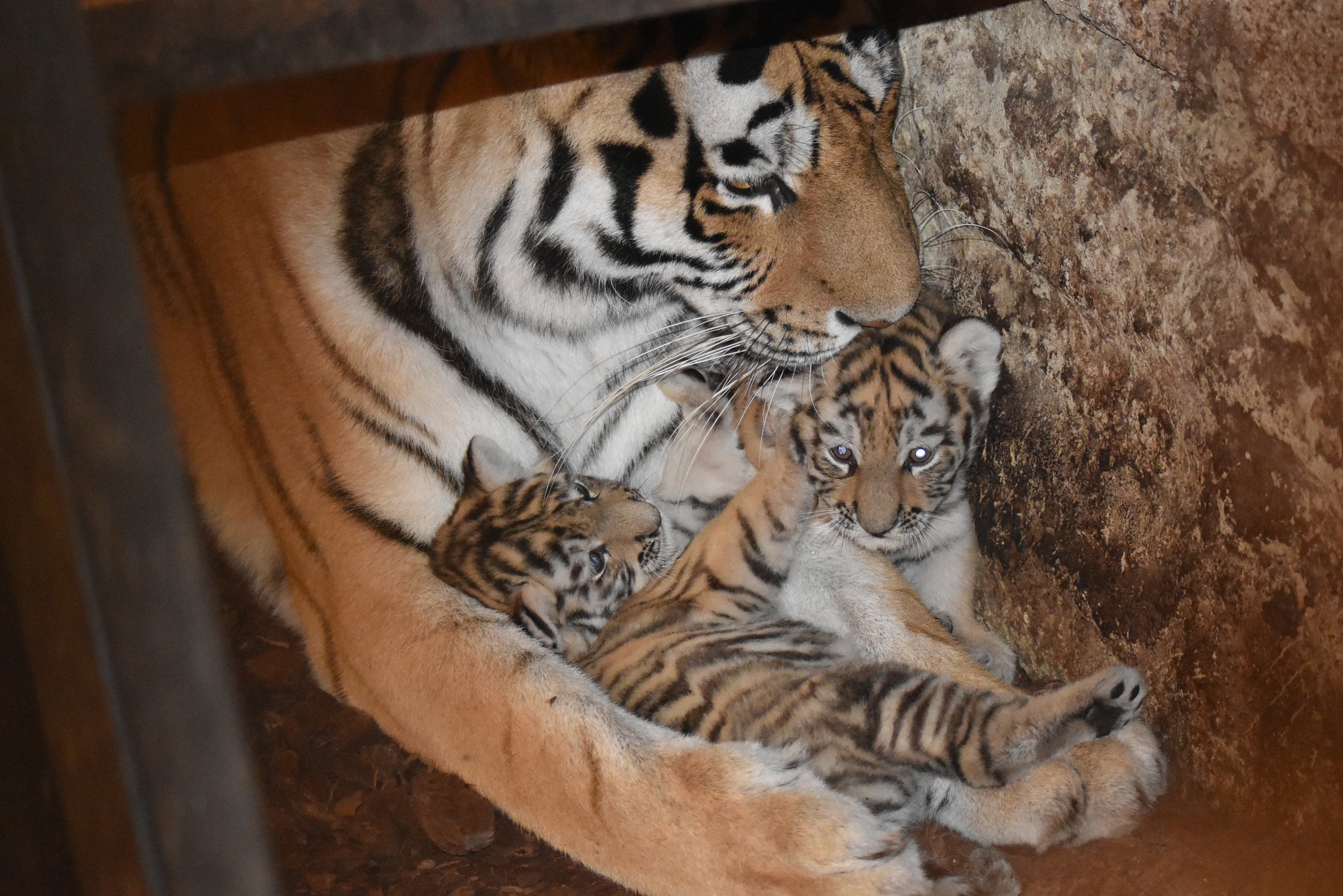 Dla ich dobra trzymano wszystko w tajemnicy. W zamojskim zoo na świat przyszły tygrysy amurskie (zdjęcia)