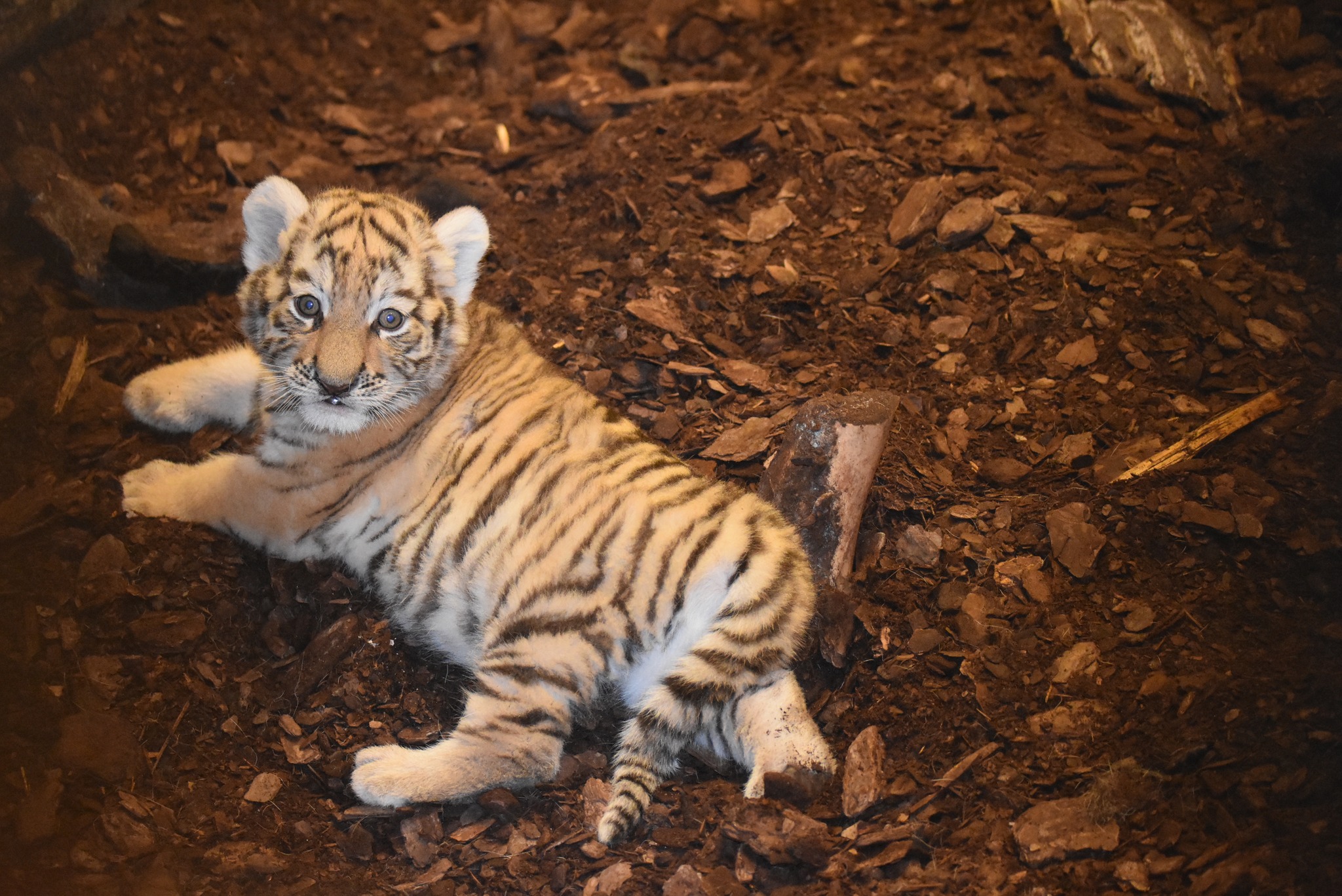 Dla ich dobra trzymano wszystko w tajemnicy. W zamojskim zoo na świat przyszły tygrysy amurskie (zdjęcia)