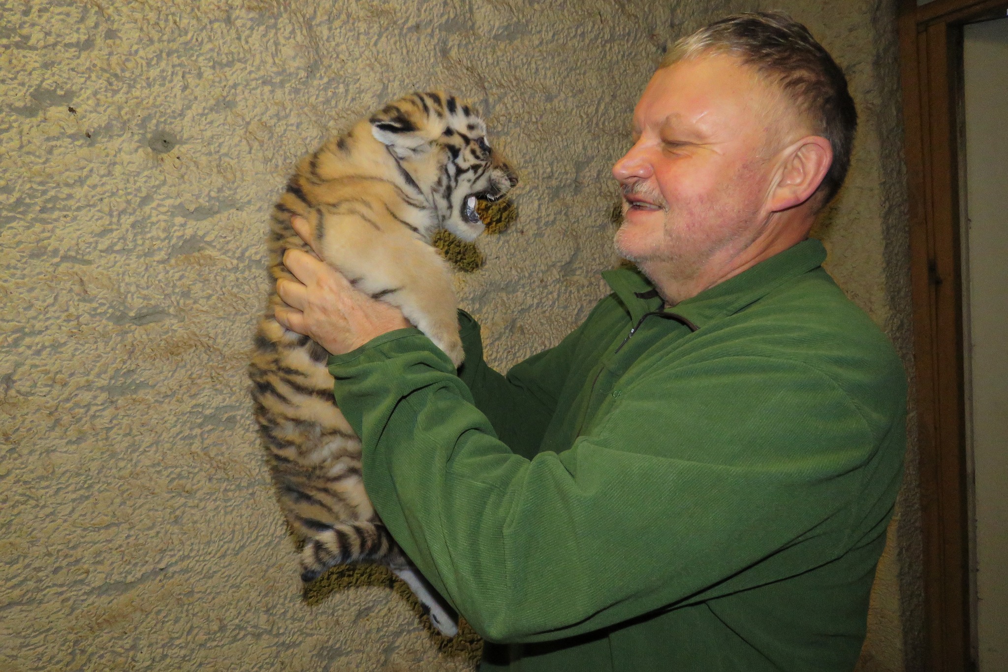 Dla ich dobra trzymano wszystko w tajemnicy. W zamojskim zoo na świat przyszły tygrysy amurskie (zdjęcia)