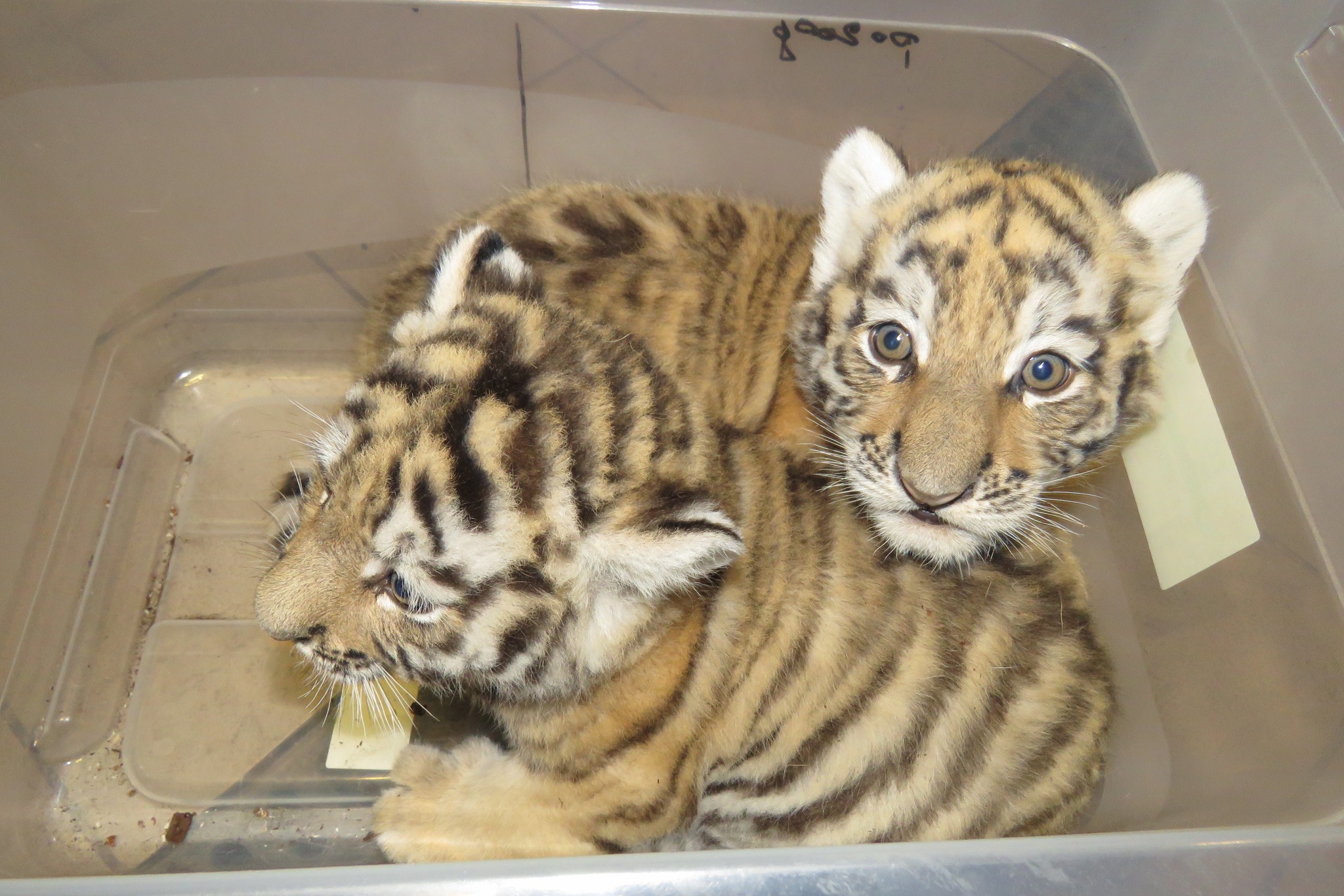Dla ich dobra trzymano wszystko w tajemnicy. W zamojskim zoo na świat przyszły tygrysy amurskie (zdjęcia)