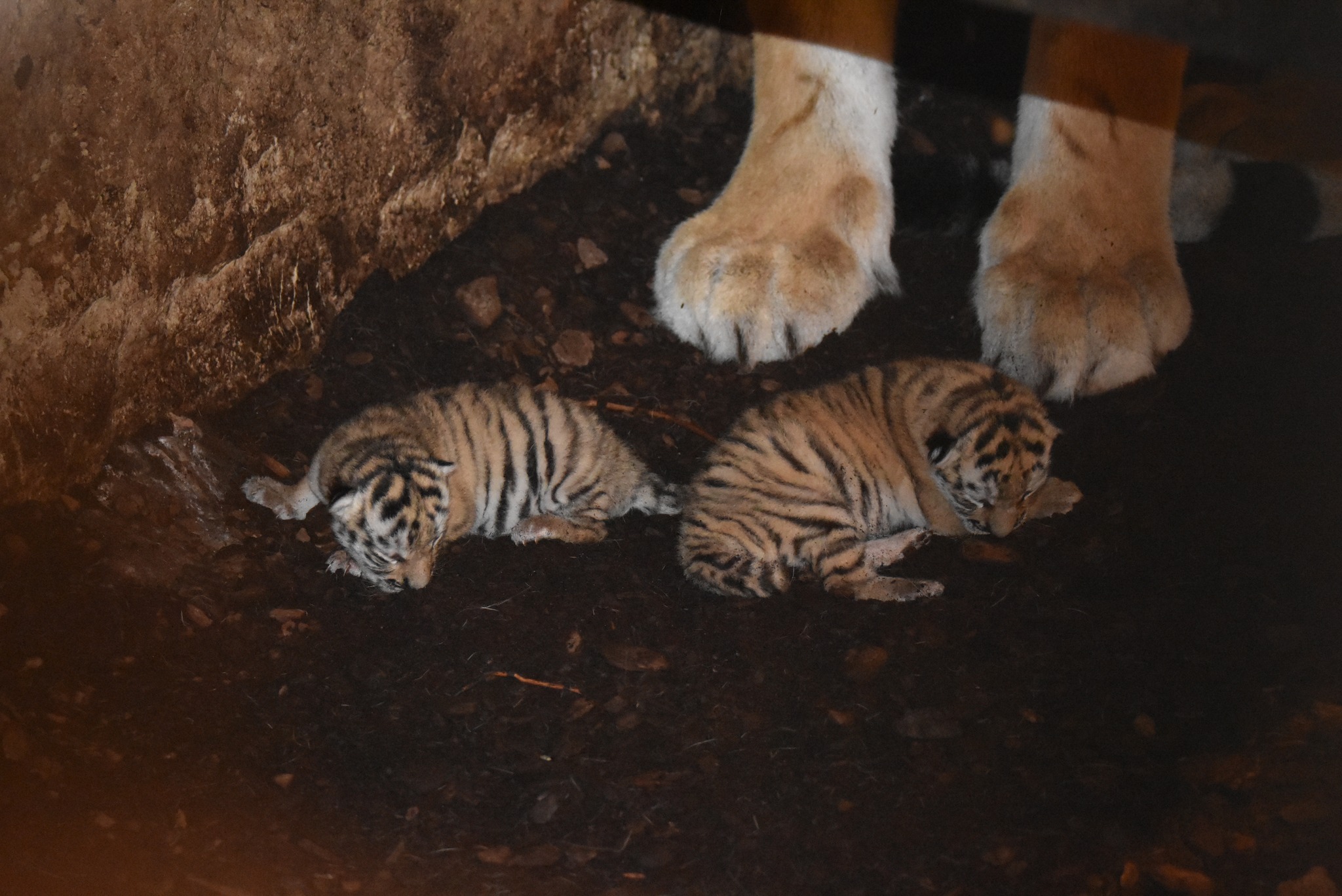 Dla ich dobra trzymano wszystko w tajemnicy. W zamojskim zoo na świat przyszły tygrysy amurskie (zdjęcia)