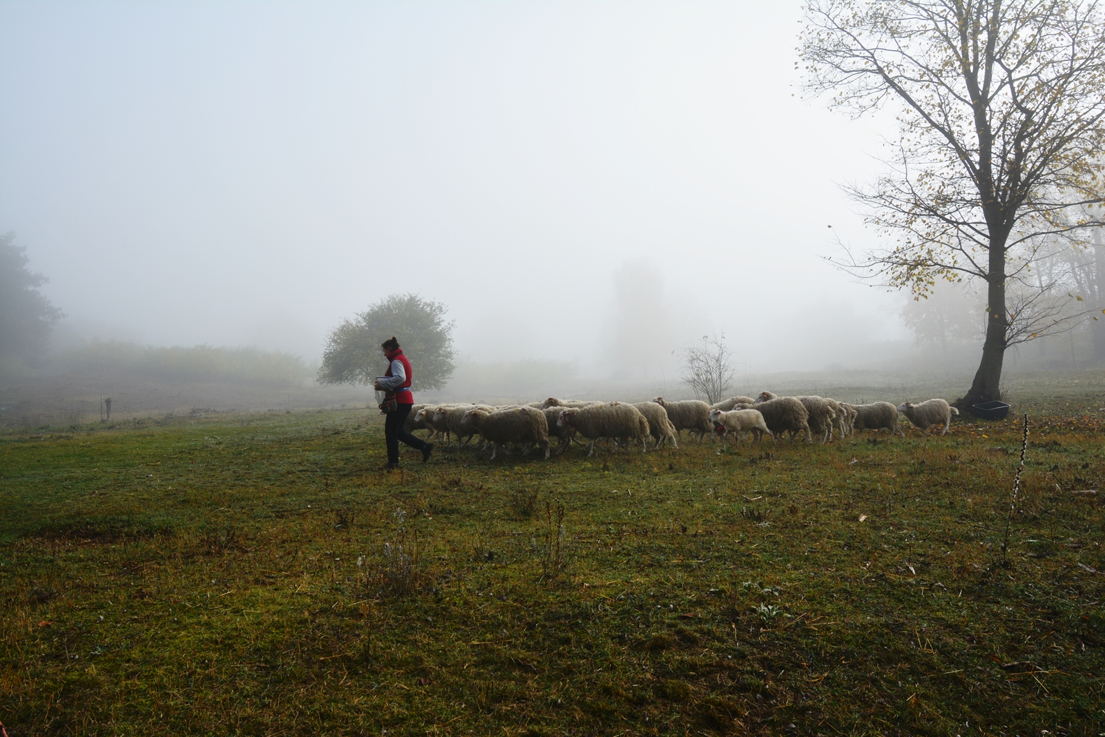 Rolę żywych kosiarek, dbających o cenne przyrodniczo tereny, spełniły doskonale. Za rok owiec będzie więcej (zdjęcia)