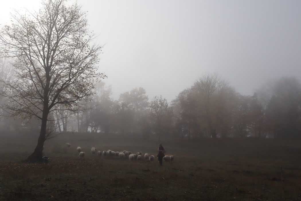 Rolę żywych kosiarek, dbających o cenne przyrodniczo tereny, spełniły doskonale. Za rok owiec będzie więcej (zdjęcia)