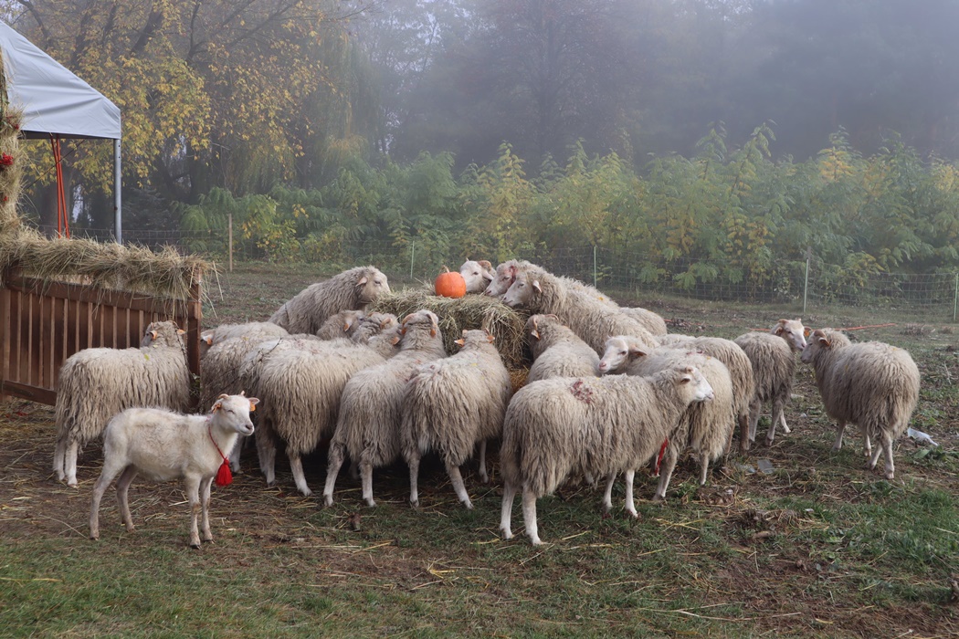 Rolę żywych kosiarek, dbających o cenne przyrodniczo tereny, spełniły doskonale. Za rok owiec będzie więcej (zdjęcia)