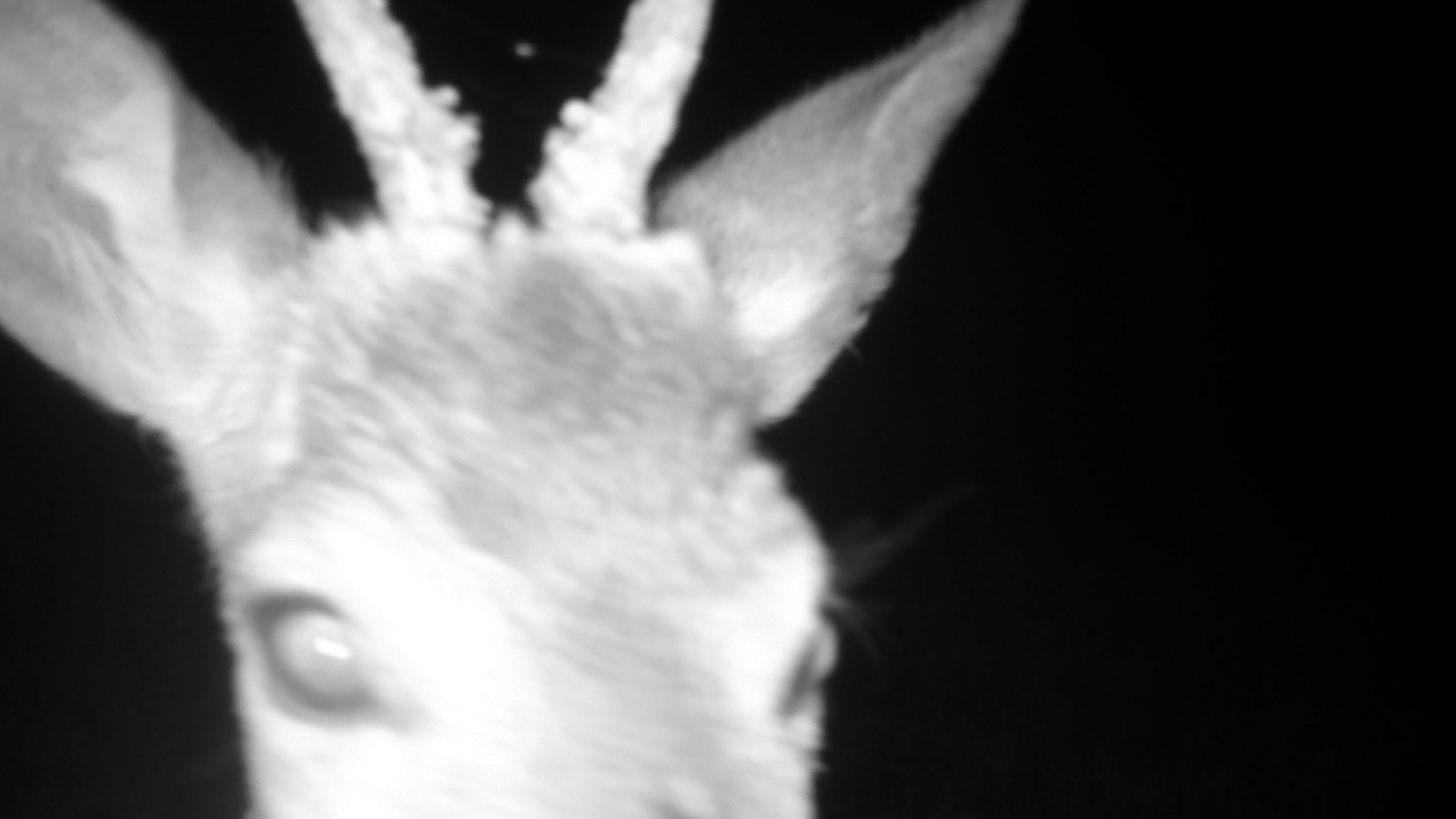 Dzikie zwierzęta wpadły w oko fotopułapki przy trasie S17 (zdjęcia)
