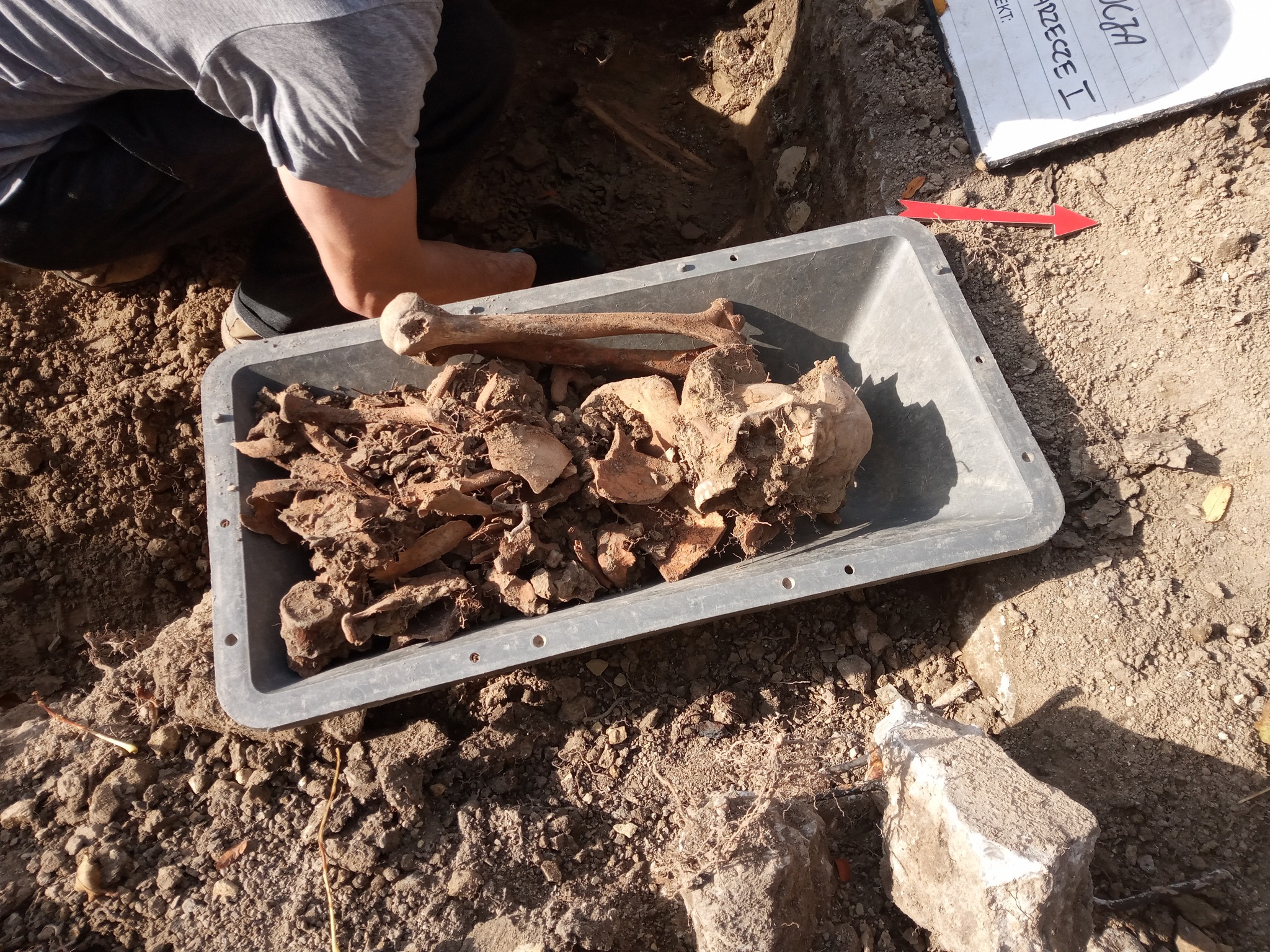 W wykopie znajdowały się ludzkie szczątki. Ujawniono szkielety dwóch osób (zdjęcia)