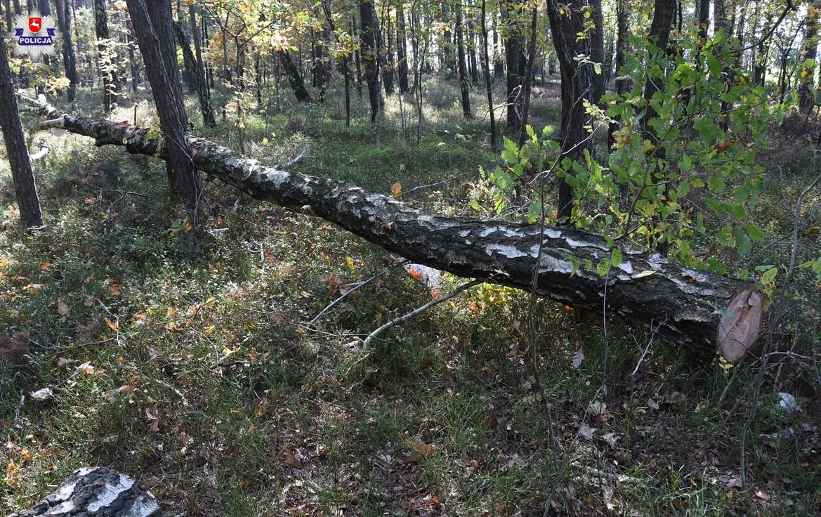 Ścięte drzewo spadło na mężczyznę i go przygniotło (zdjęcia)