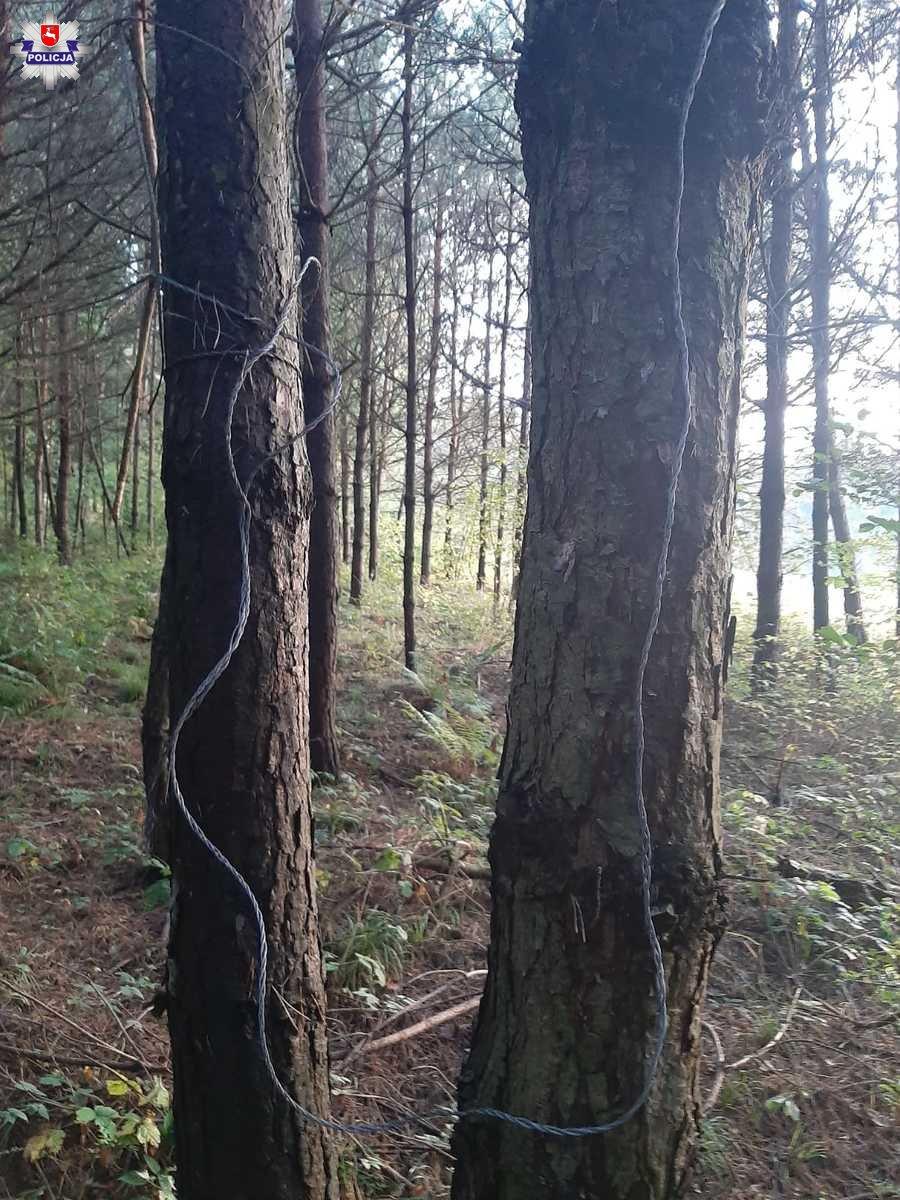 Natrafił na szkielet i skórę jelenia, zgłosił to na policję. Kłusownik wpadł w oko fotopułapki (zdjęcia)