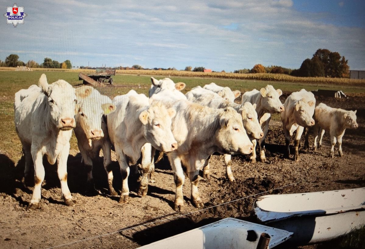 14 sztuk padłego bydła na posesji. Mężczyzna usłyszał zarzut znęcania się ze szczególnym okrucieństwem (zdjęcia)
