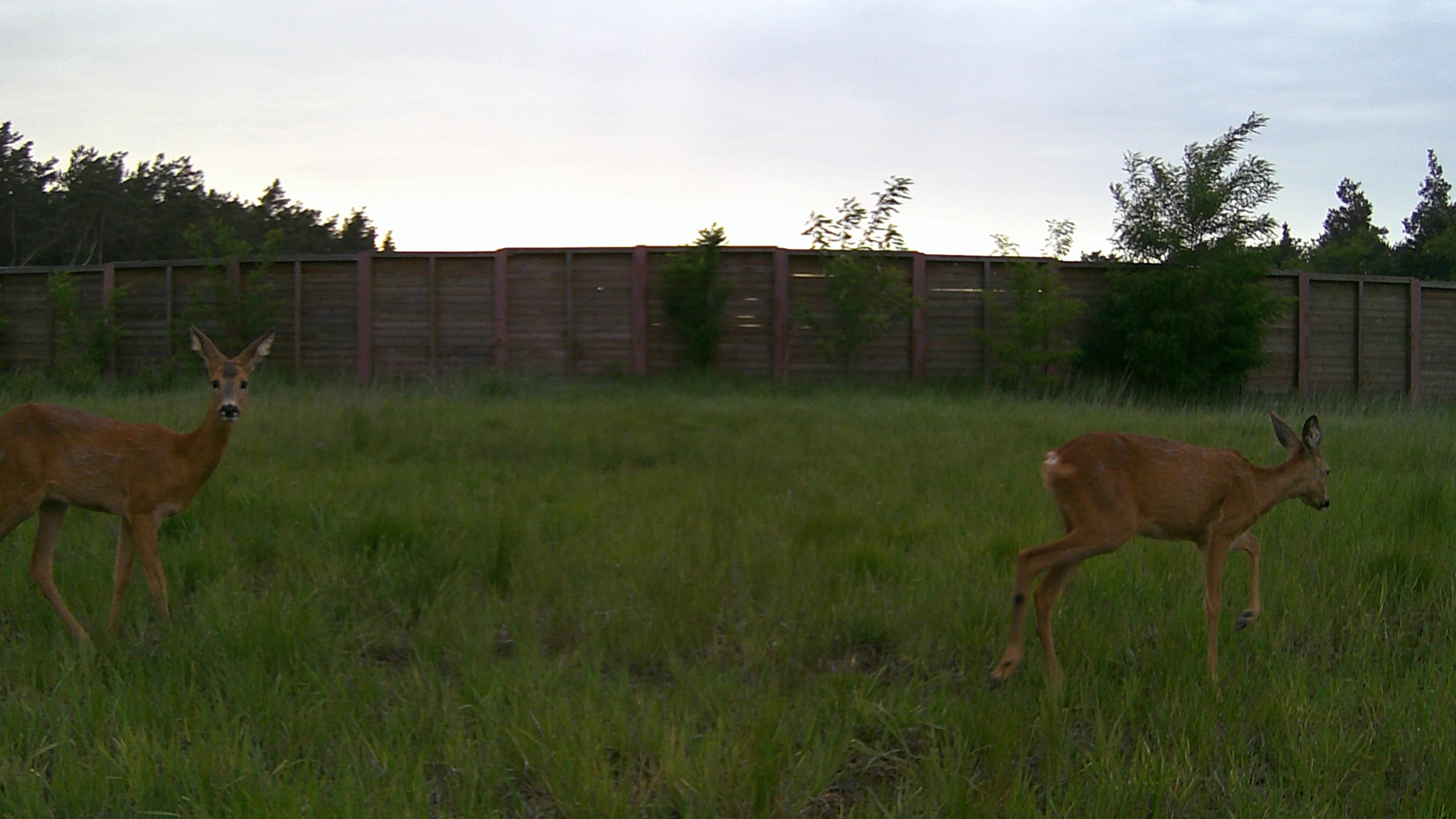 Dzikie zwierzęta wpadły w oko fotopułapki przy trasie S17 (zdjęcia)