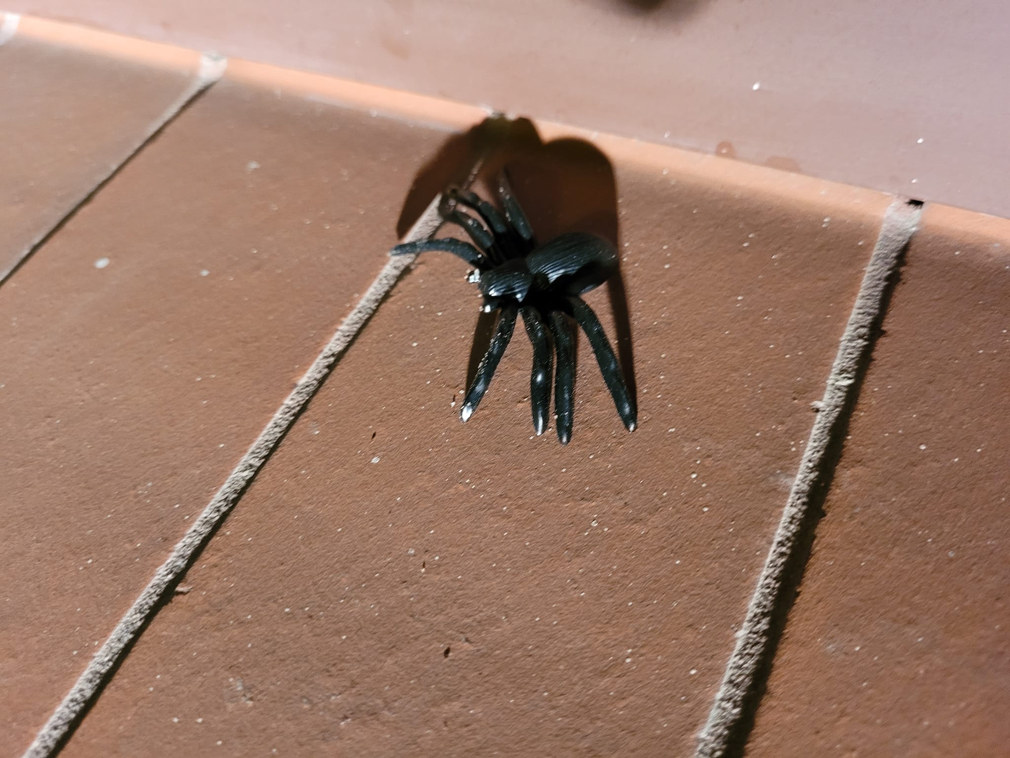 Wielki, włochaty i groźny pająk przeraził mieszkankę Lublina. Ptasznik okazał się plastikową zabawką (zdjęcia)