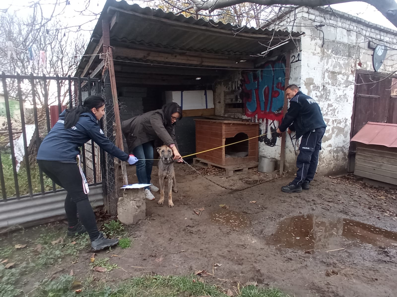 W asyście policjantów z jednej z posesji w Lublinie zabrano skrajnie zaniedbanego psa (wideo, zdjęcia)