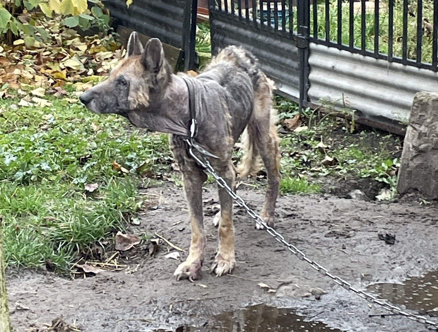 W asyście policjantów z jednej z posesji w Lublinie zabrano skrajnie zaniedbanego psa (wideo, zdjęcia)