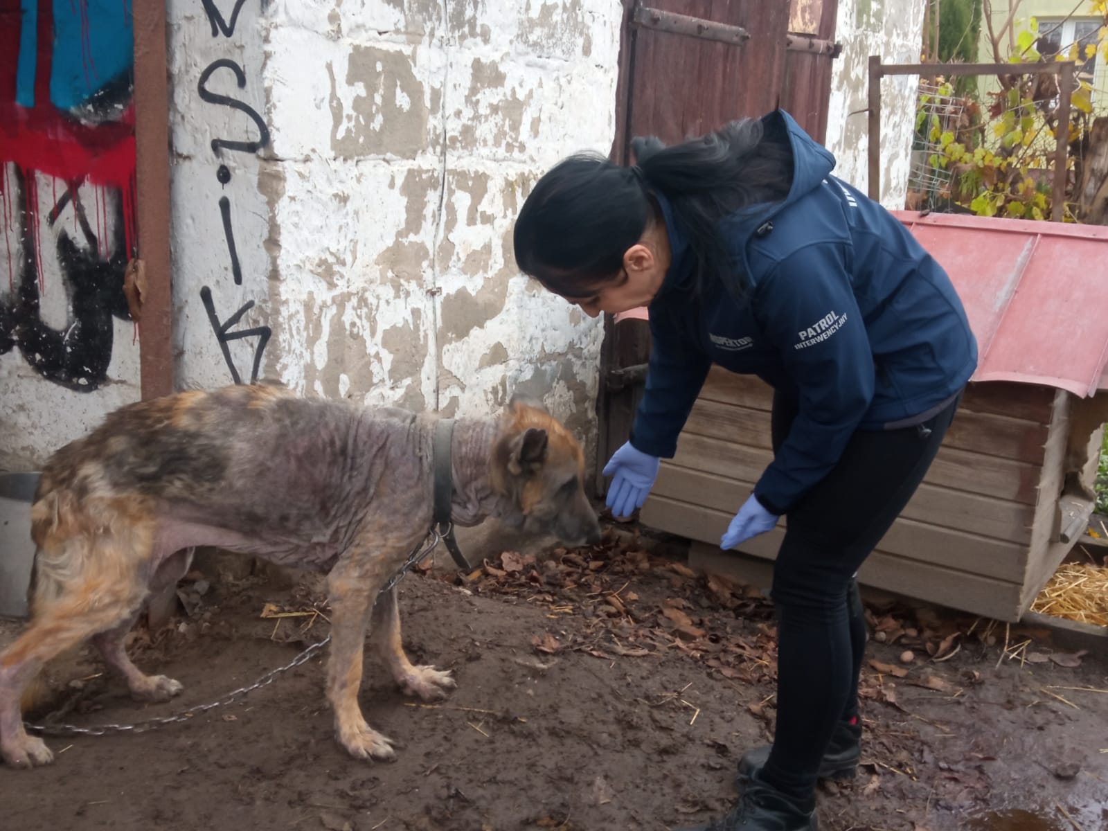 W asyście policjantów z jednej z posesji w Lublinie zabrano skrajnie zaniedbanego psa (wideo, zdjęcia)
