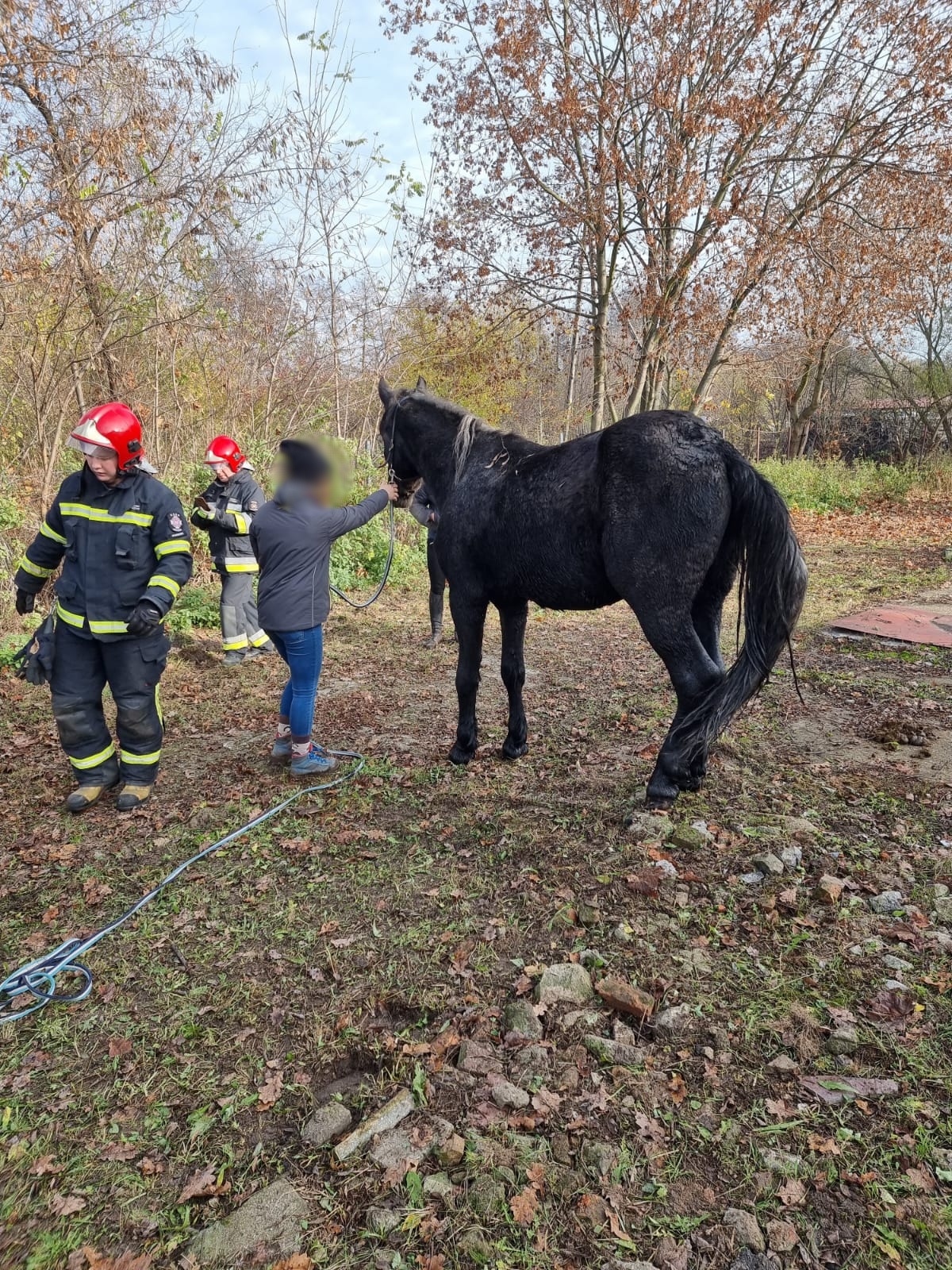 Koń wpadł do szamba. Uratowali go strażacy (zdjęcia)