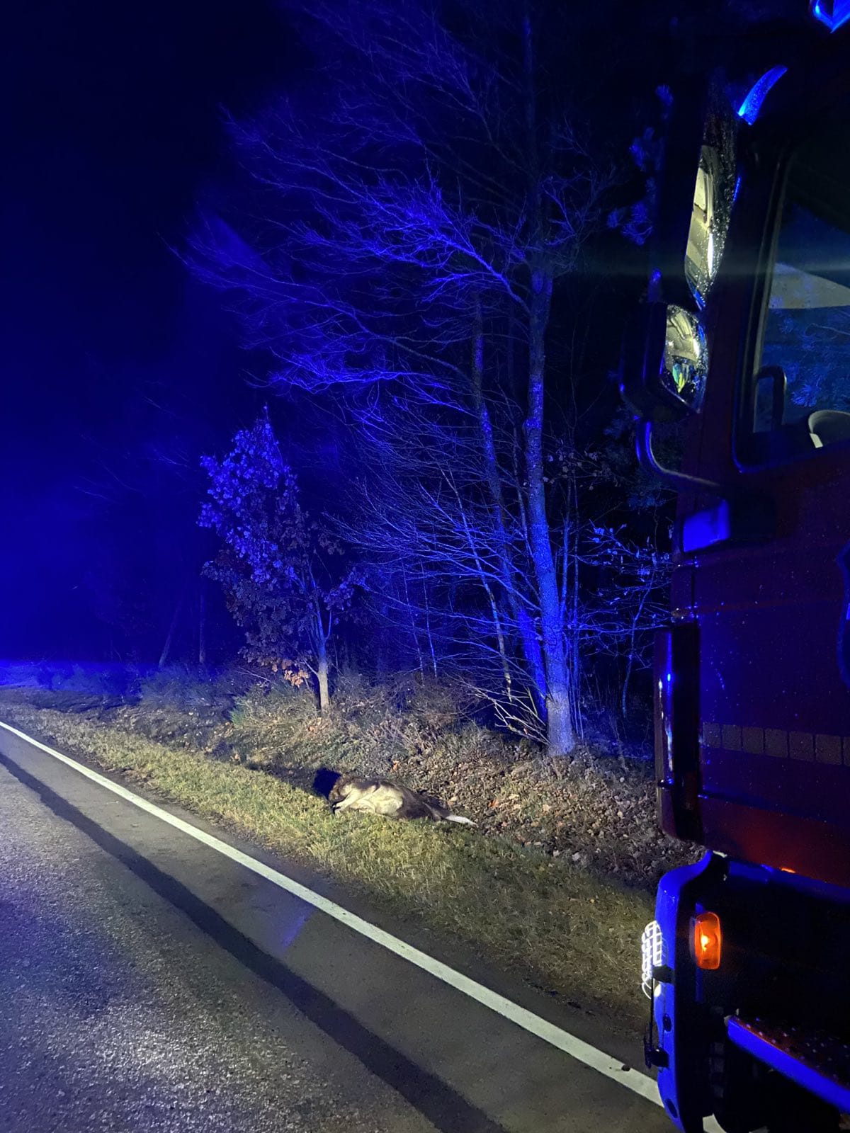 Volkswagen zderzył się z łosiem. Kierowca miał sporo szczęścia (zdjęcia)