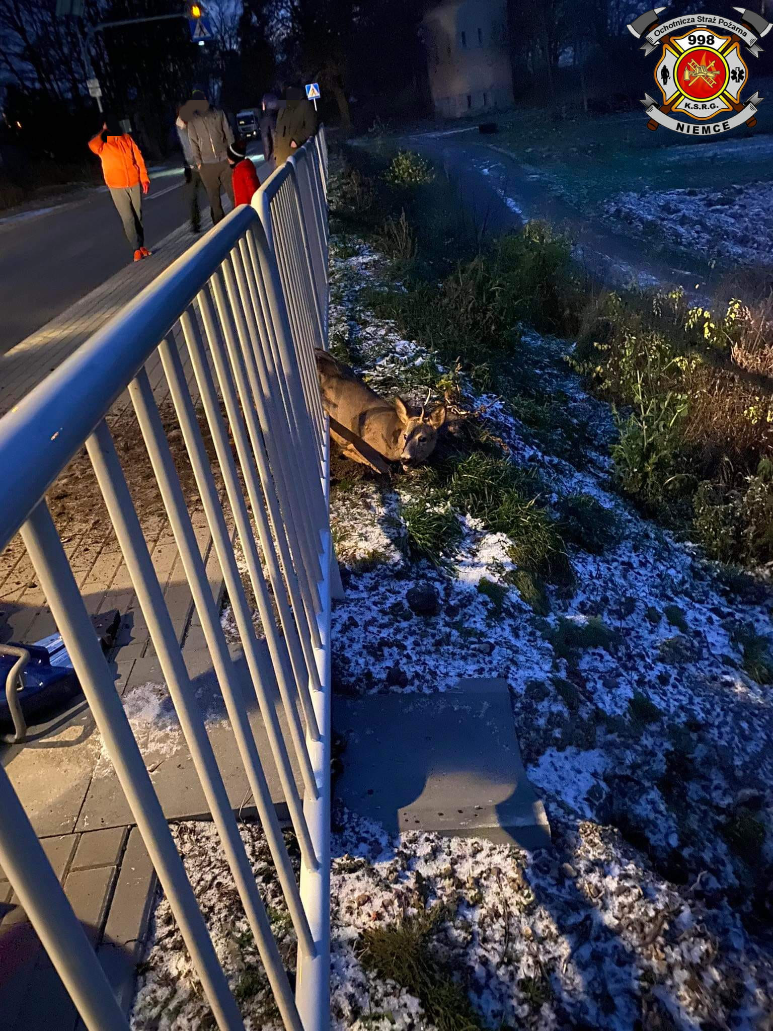 Strażacy uratowali koziołka sarny uwięzionego pomiędzy szczebelkami metalowej barierki (zdjęcia)