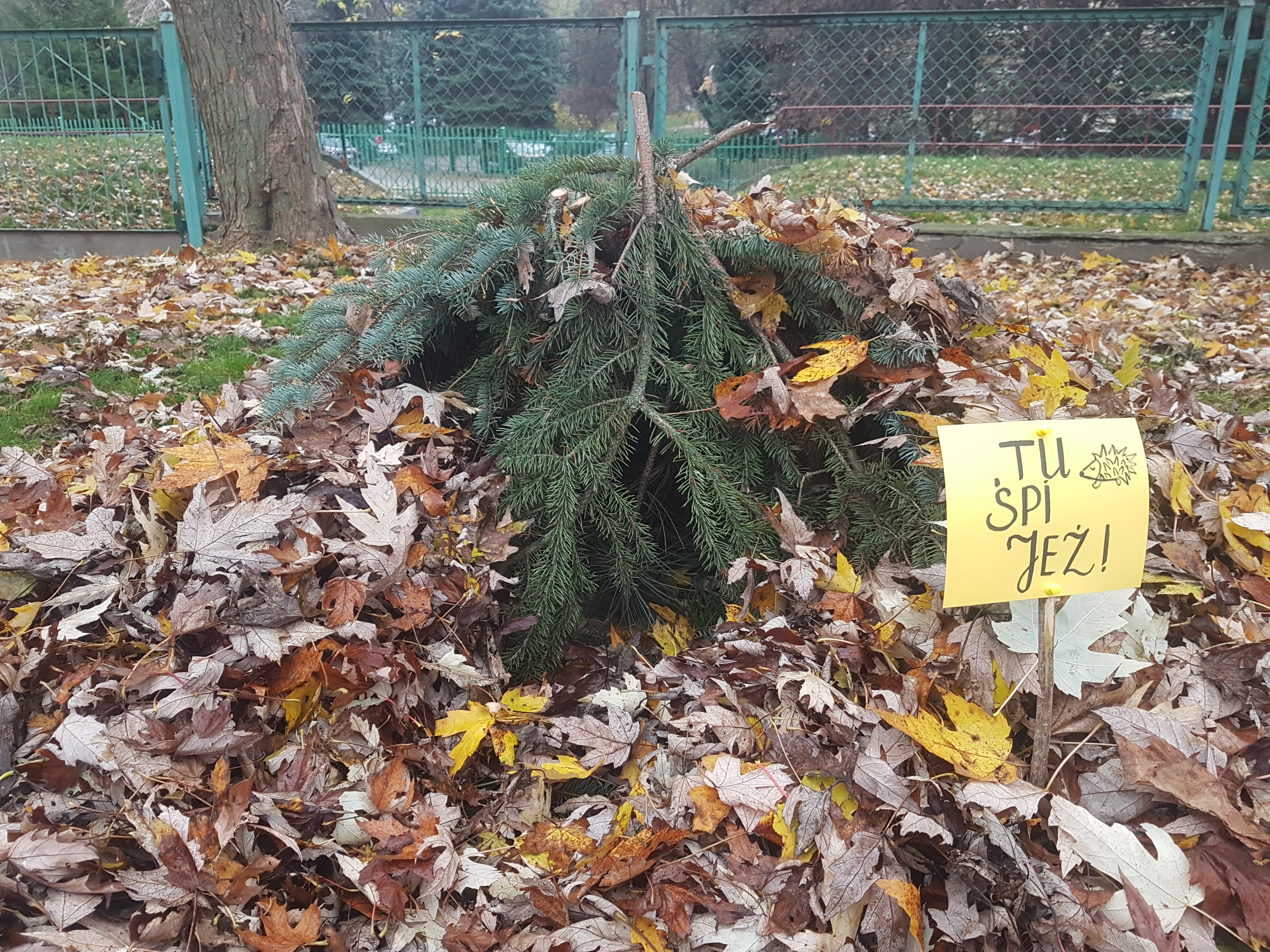 Za nami kolejna edycja akcji „Tu śpi jeż” (zdjęcia)