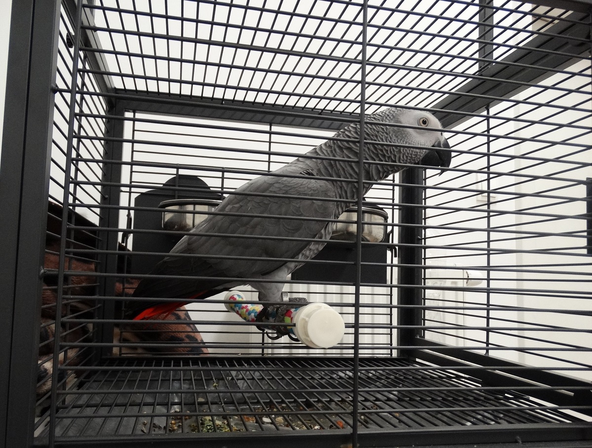 Podróżny z Ukrainy chciał wwieźć do Polski papugę Żako. Zwierzę trafiło do ogrodu zoologicznego (zdjęcia)