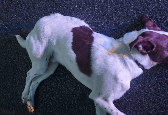 Pies wbiegł na drogę, kierowca chryslera nie był w stanie uniknąć zderzenia. Zwierzę nie przeżyło (zdjęcia)