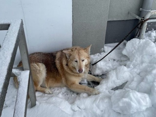Ktoś zostawił psa przywiązanego przy Biedronce. Strażnicy miejscy odwieźli zwierzę do schroniska (zdjęcia)