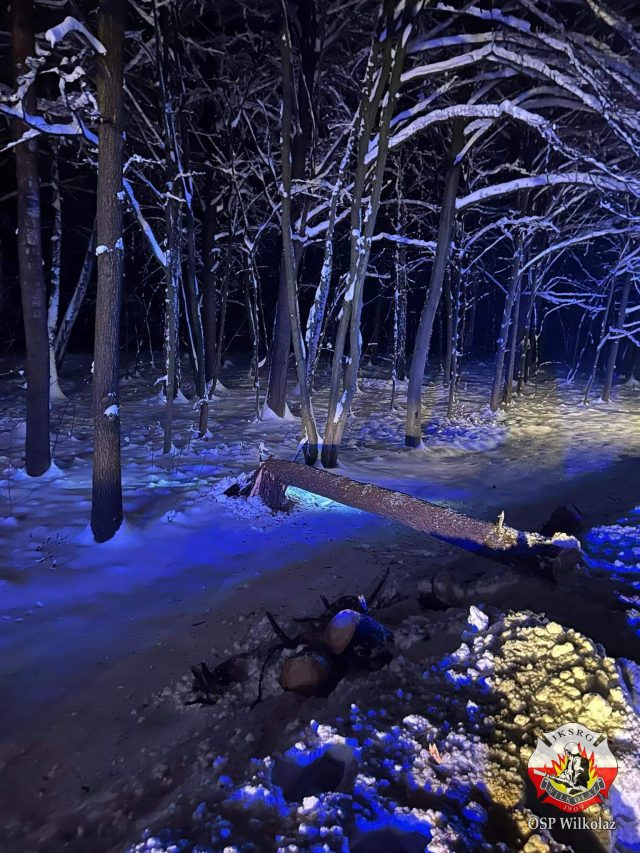 Uderzył mercedesem w drzewo powalone pod naporem śniegu (zdjęcia)