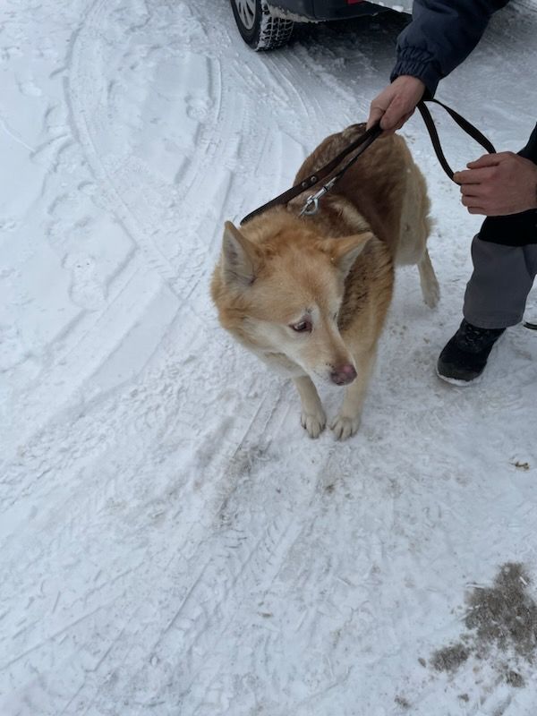 Ktoś zostawił psa przywiązanego przy Biedronce. Strażnicy miejscy odwieźli zwierzę do schroniska (zdjęcia)