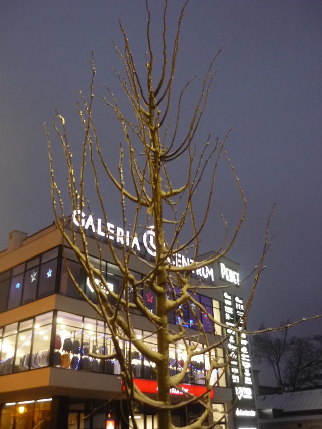 Nowe drzewa pojawiły się przed Galerią Centrum. Miasto dotrzymało słowa (zdjęcia)