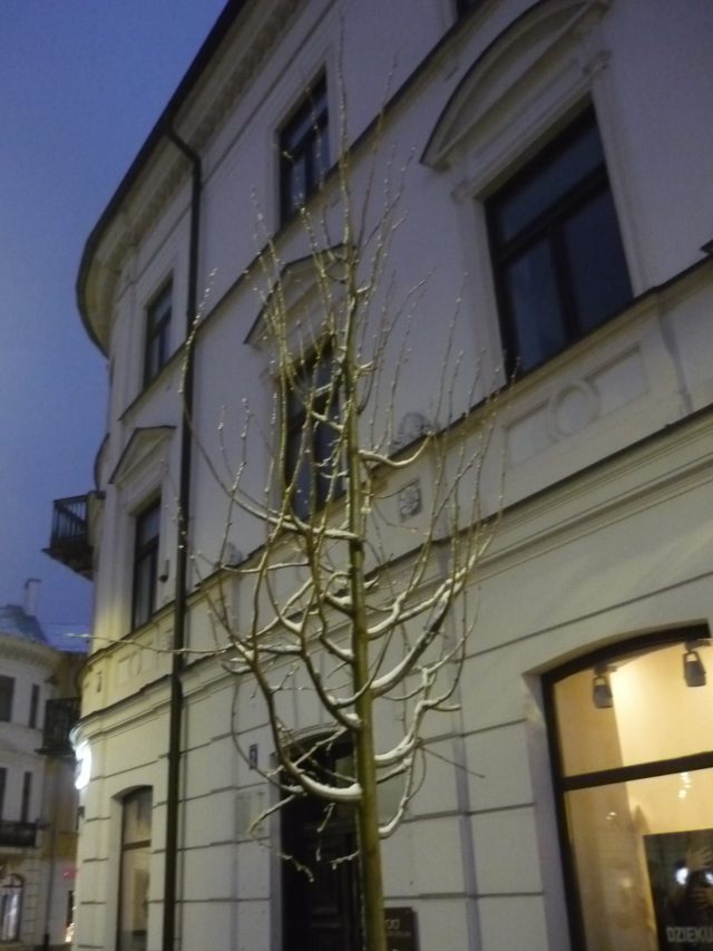 Nowe drzewa pojawiły się przed Galerią Centrum. Miasto dotrzymało słowa (zdjęcia)