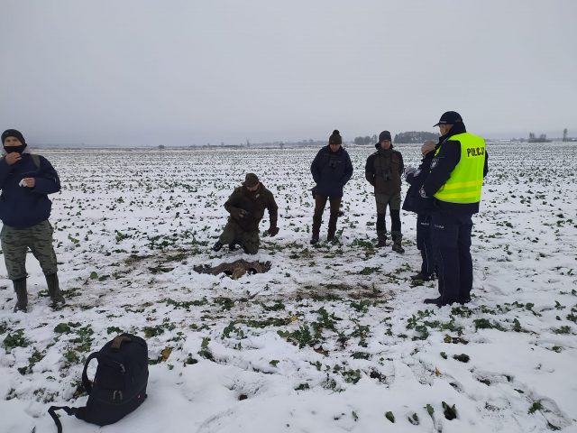 Martwe bieliki, myszołowy i kruki. Wszystko wskazuje na to, że ptaki zostały otrute (zdjęcia)