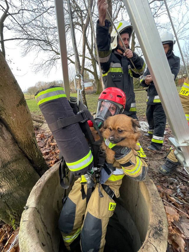 Pies nagle zniknął. Strażacy wyciągnęli go z 20-metrowej studni (zdjęcia)