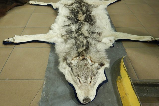 W bagażach przewozili skóry i czaszki niedźwiedzia brunatnego, żywego żółwia oraz skórę z wilka szarego (zdjęcia)