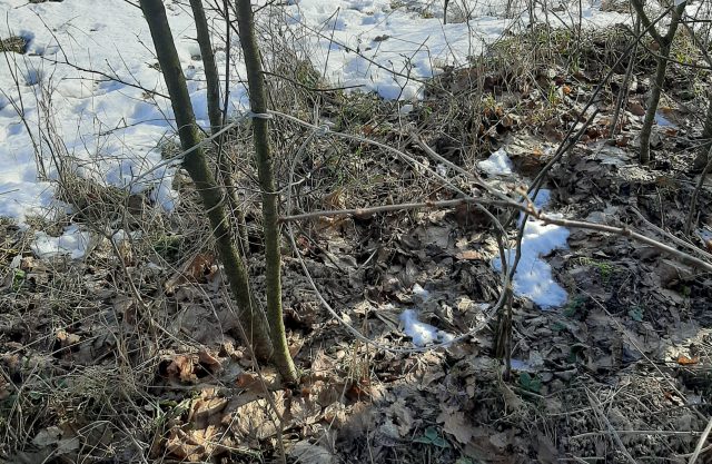 Posiadał tuszę zwierzyny łownej oraz wnyki do chwytania zwierząt. Pokazał też, gdzie je zastawił (zdjęcia)