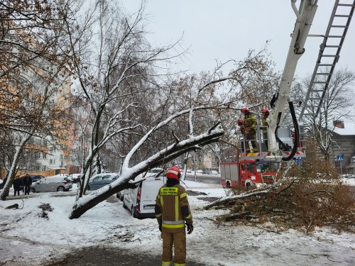 Drzewa runęły na zaparkowane samochody. Na miejscu pracują strażacy (zdjęcia)
