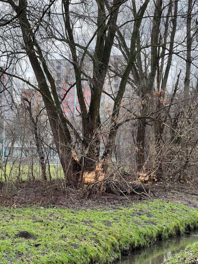 Bobry dewastują drzewa w Lublinie. Sytuacja jest patowa (zdjęcia)