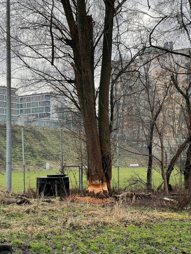 Bobry dewastują drzewa w Lublinie. Sytuacja jest patowa (zdjęcia)