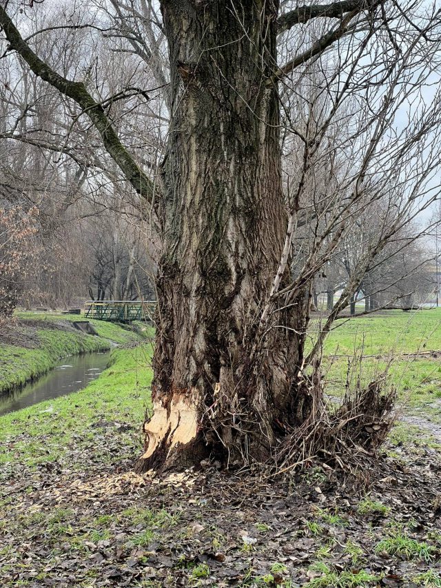 Bobry dewastują drzewa w Lublinie. Sytuacja jest patowa (zdjęcia)