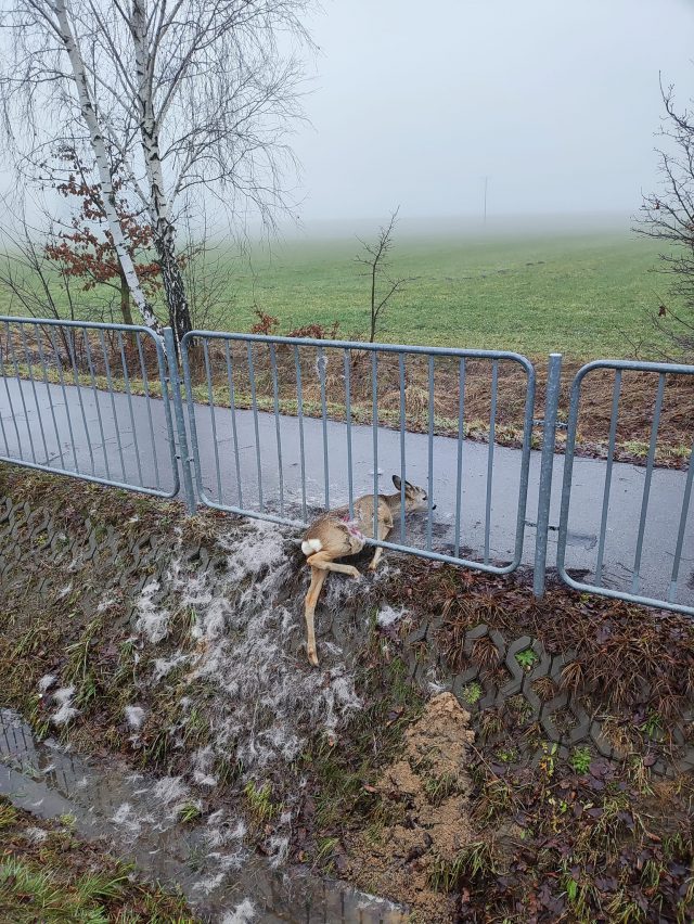 Strażacy uratowali sarnę uwięzioną pomiędzy szczebelkami metalowej barierki (zdjęcia)