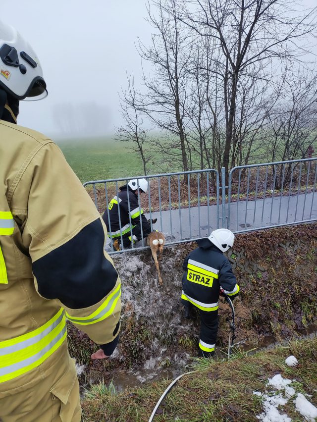 Strażacy uratowali sarnę uwięzioną pomiędzy szczebelkami metalowej barierki (zdjęcia)