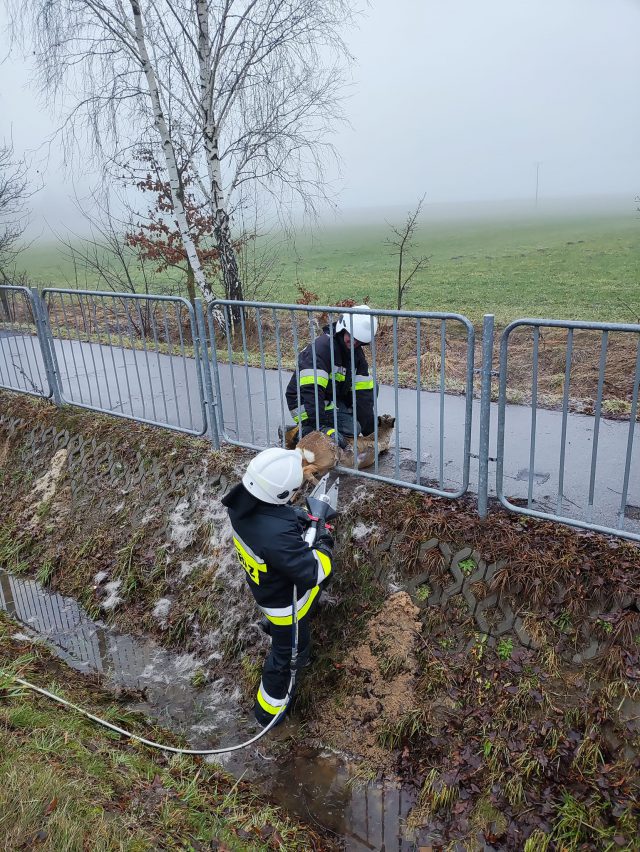 Strażacy uratowali sarnę uwięzioną pomiędzy szczebelkami metalowej barierki (zdjęcia)