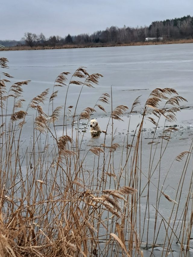Pod psem załamał się lód, zwierzę wpadło do wody. Na pomoc ruszyli strażacy (zdjęcia)